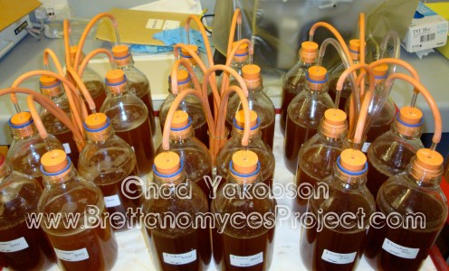 Brettanomyces fermentations