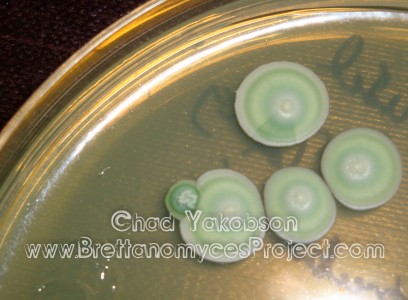 WhiteLabs B. lambicus growing on Saccharomyces on WLN agar